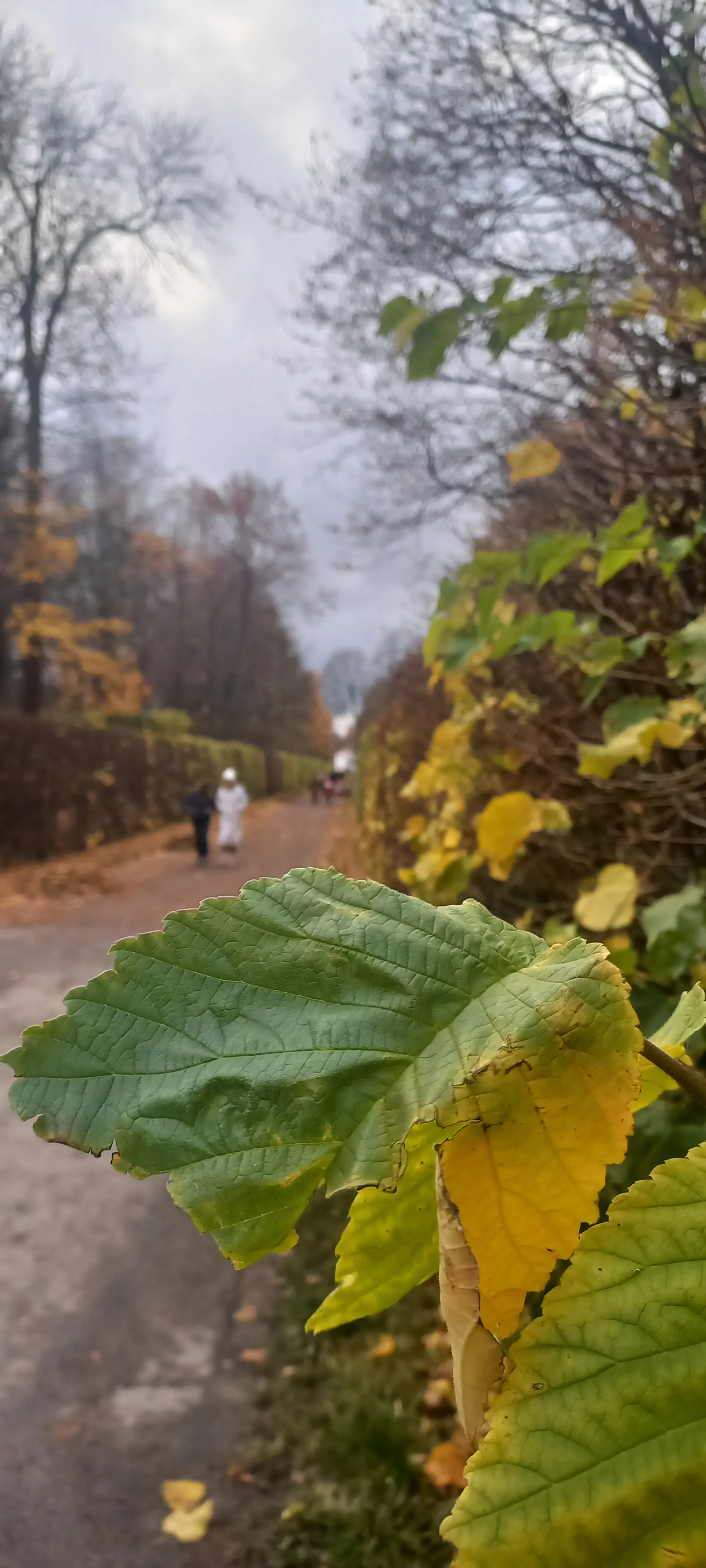 Осенний Петергоф