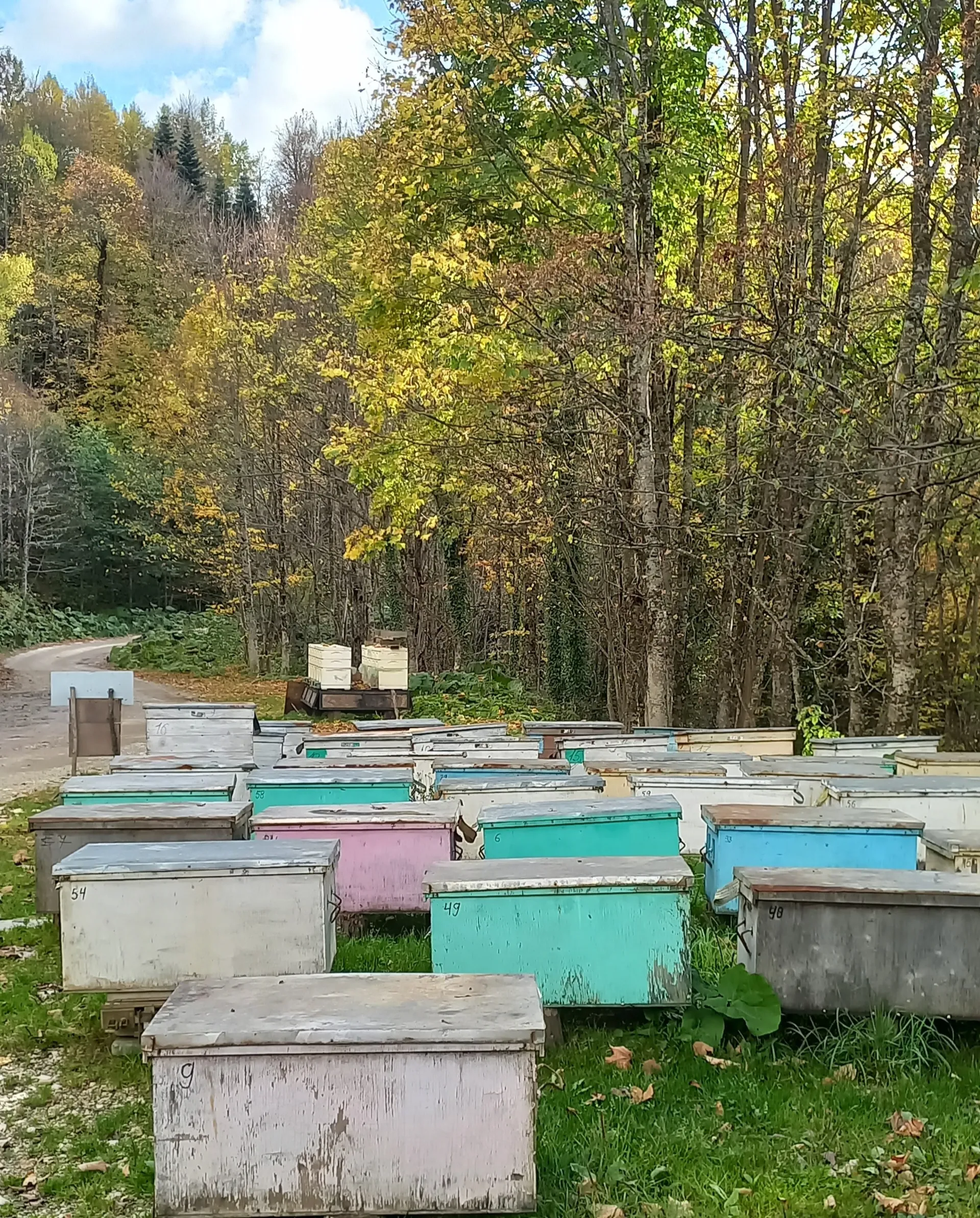 Медовая пасека